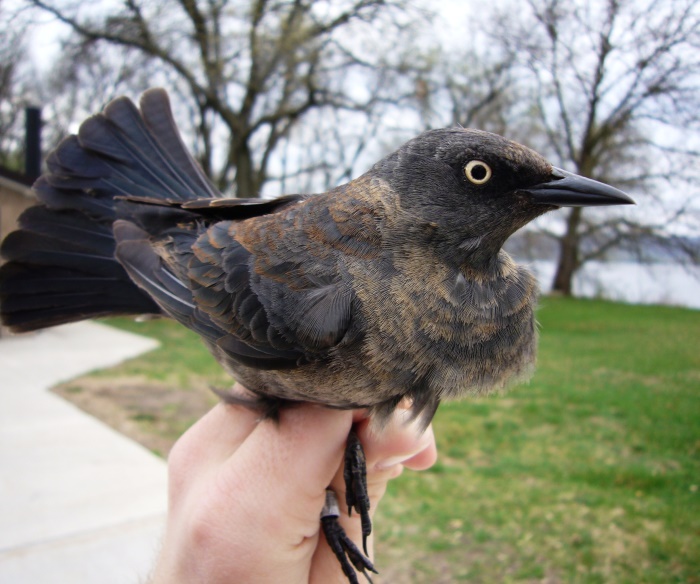 Female rusty blackbird. 90% decline during last 30 years.